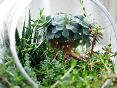 terrarium