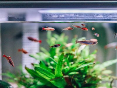 déménager aquarium